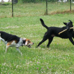 doggie daycare happy