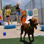 Central Bark Doggy Day Care