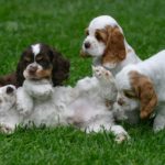 doggie day care facility