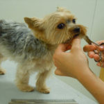 doggie daycare grooming