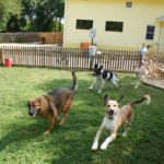 1200px Running in the grass yard@Affectionate Pet Care