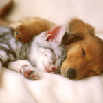 cat and dog
