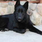 solidblackgermanshepherd