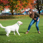 dog training large white lab trick outdoors autumn fall 2
