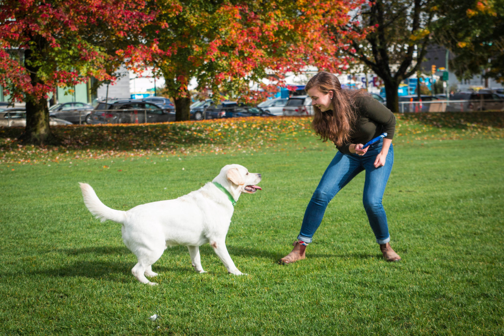 dog training large white lab trick outdoors autumn fall 2